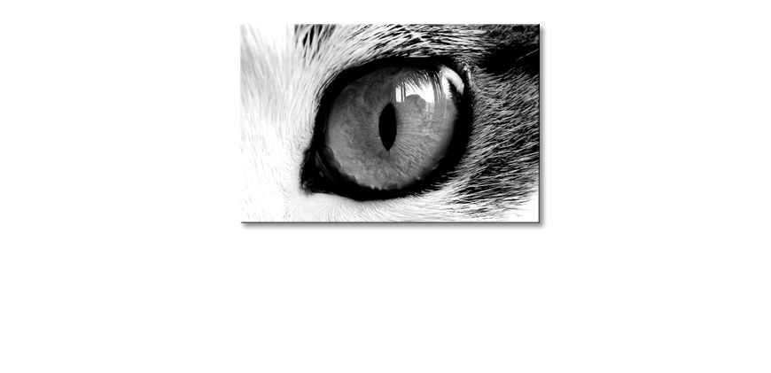 Art-print-Cats-Eye