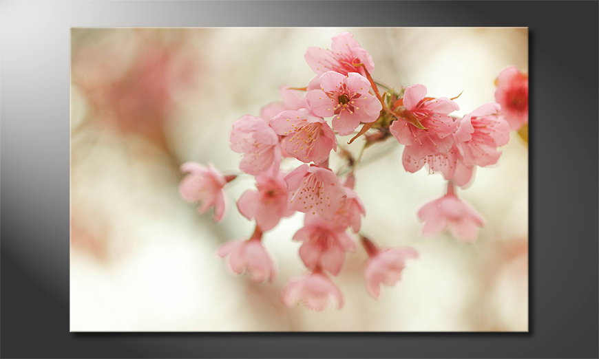 Art print Cherry Blossoms