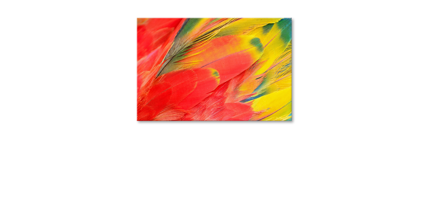 Art-print-Parrot-Feathers