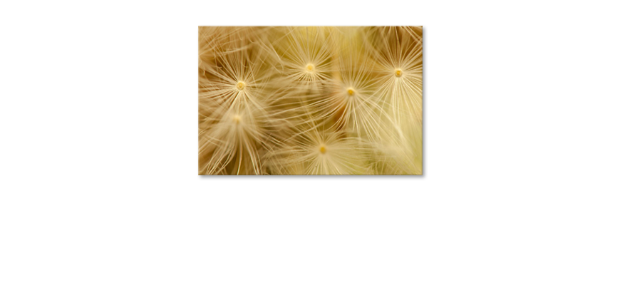 Canvas-print-Dandelion-Closeup