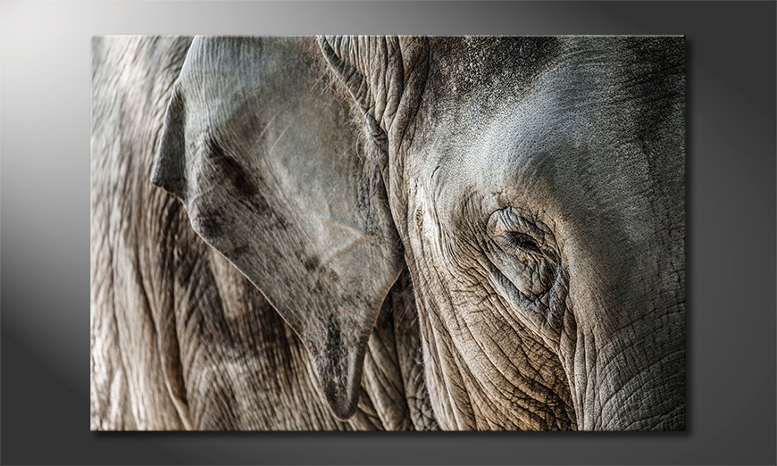 Canvas print Eye of Elephant