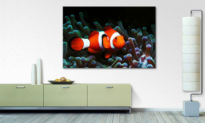 Modern Canvas print Nemo