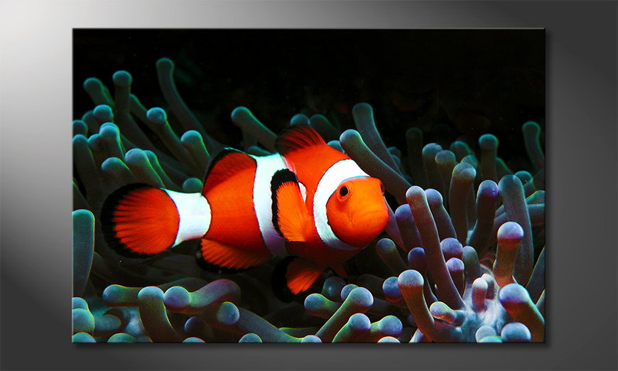 Modern Canvas print Nemo