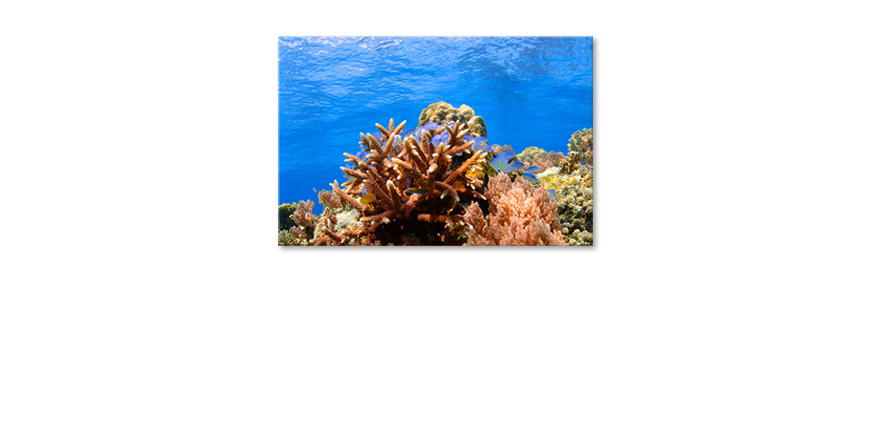 Modern-art-print-Corals-Reef