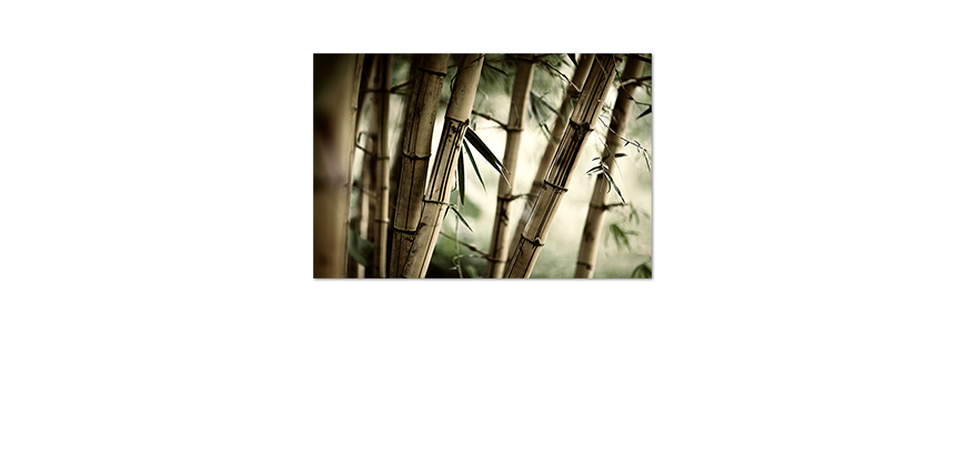 Poster-Bamboo