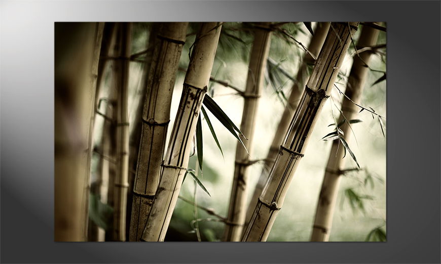 Poster-Bamboo