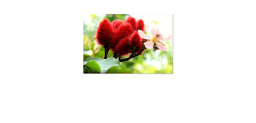 Poster-Beauty-red-Bud