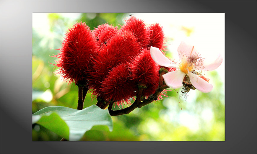 Poster-Beauty-red-Bud