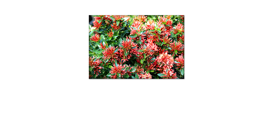 Poster-Green-Red-Nature