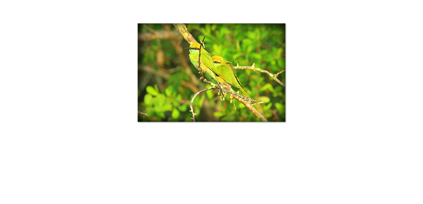 Poster-Greenbirds