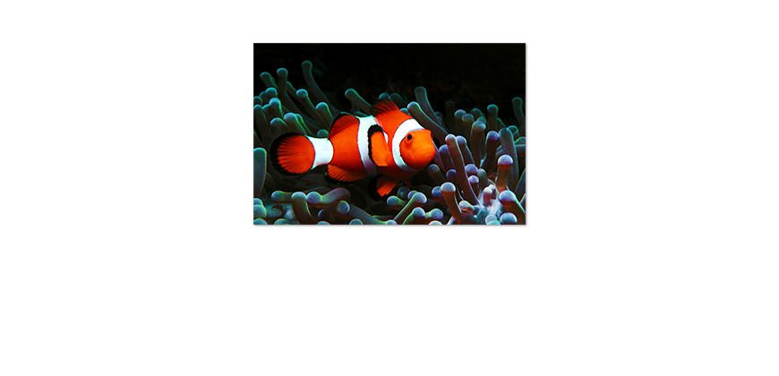Poster-Nemo