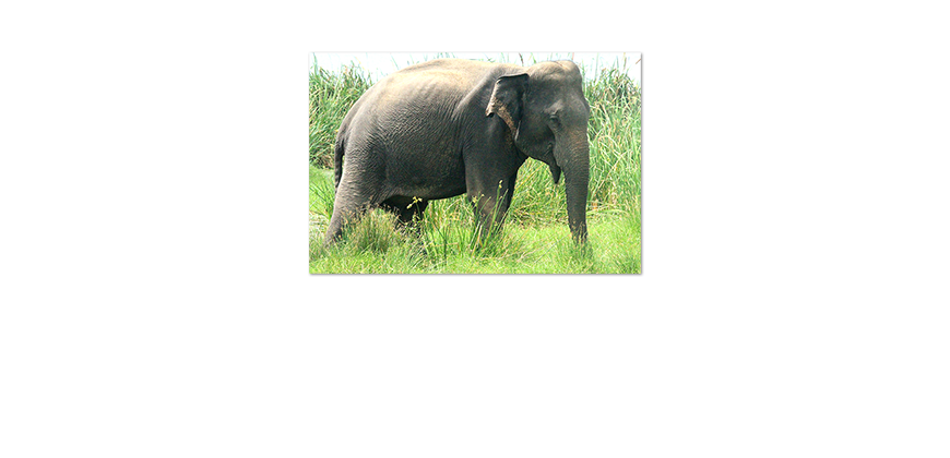 Poster-Old-Elephant