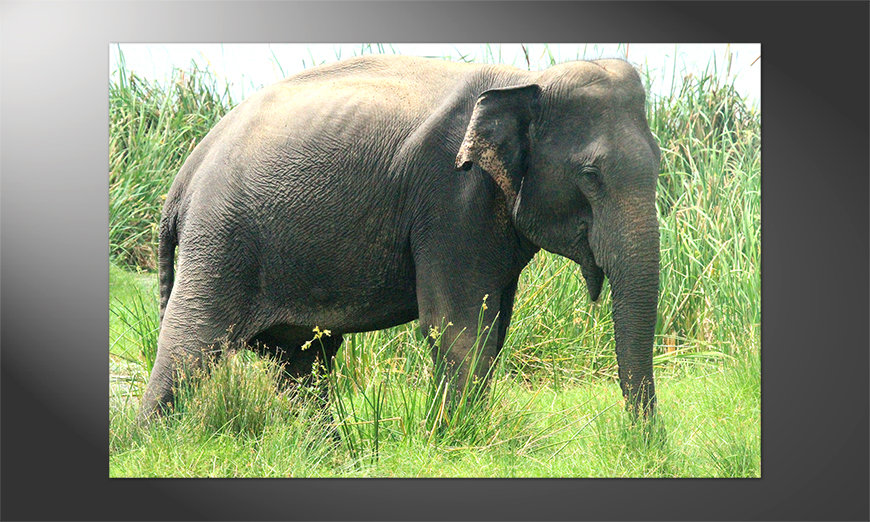 Poster-Old-Elephant