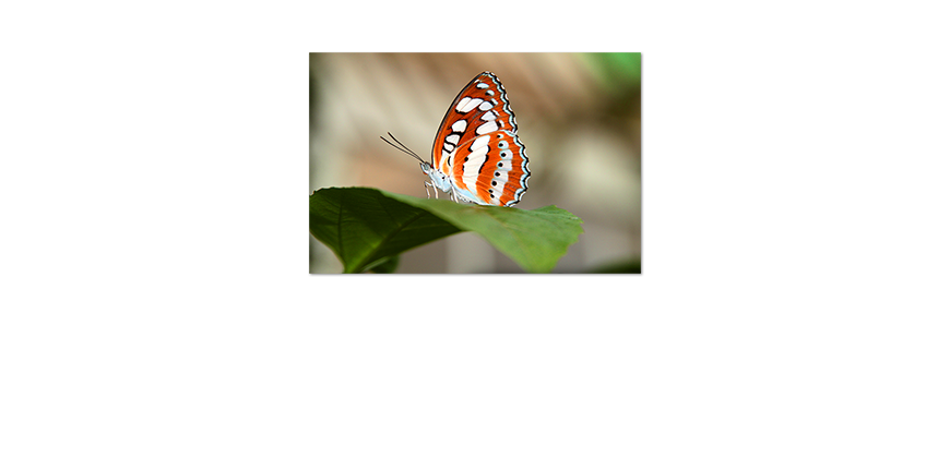 Poster-Orange-Butterfly