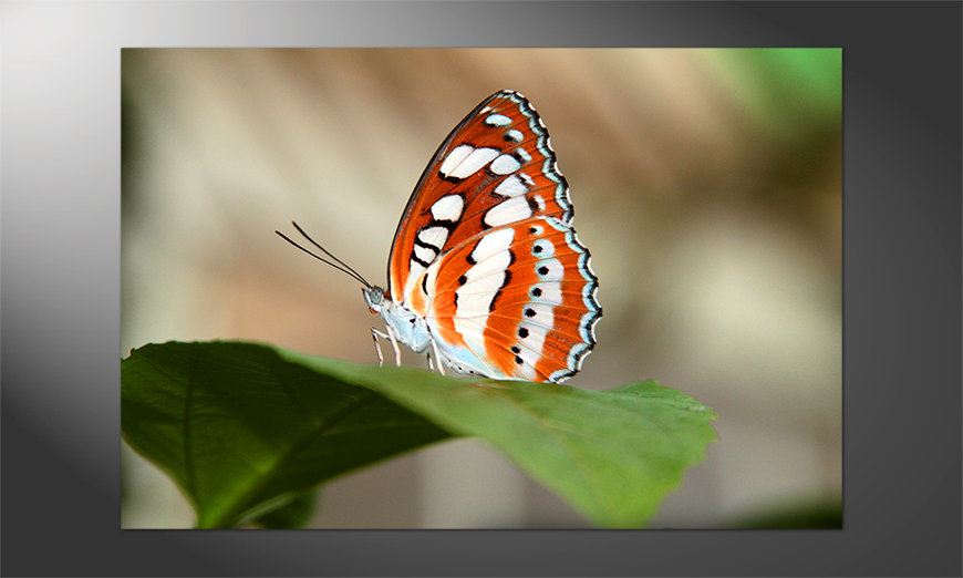 Poster-Orange-Butterfly