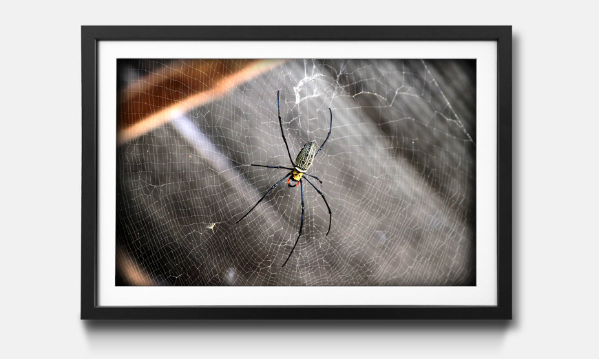 Framed art print Beauty Of Spider