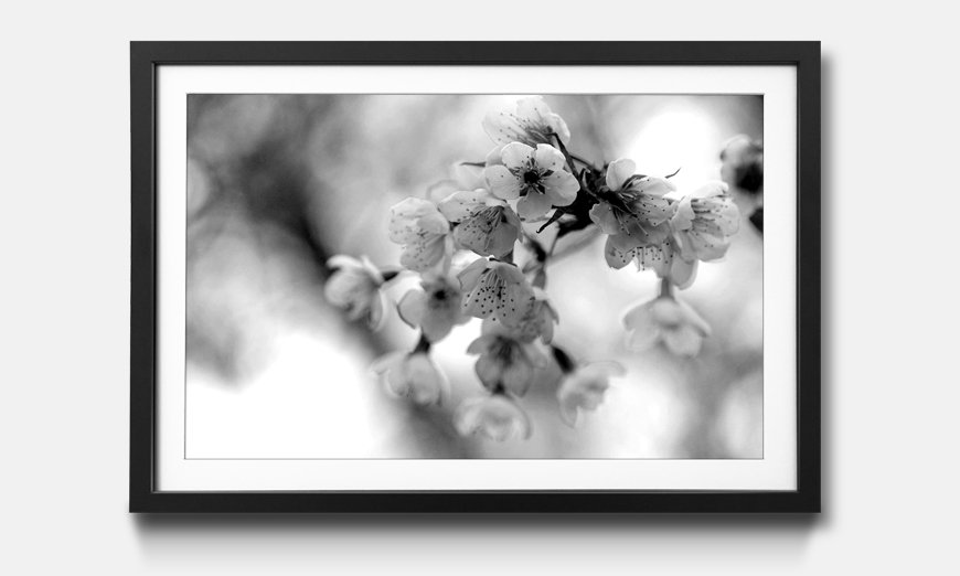 Framed art print Cherry Blossoms