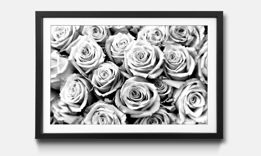 Framed art print Creamy Roses