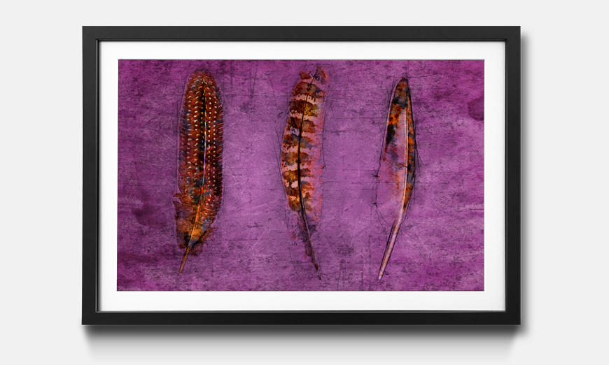 Framed art print Feathers and Purple