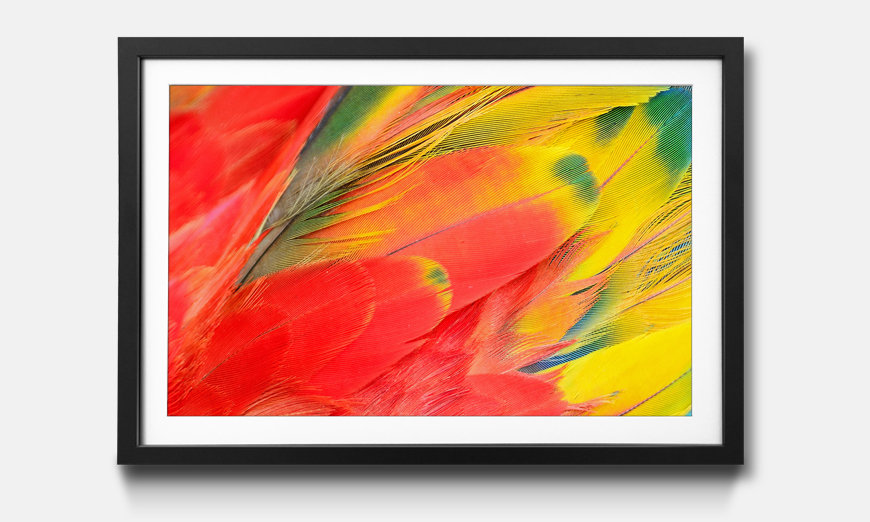 Framed art print Scarlet Macaw