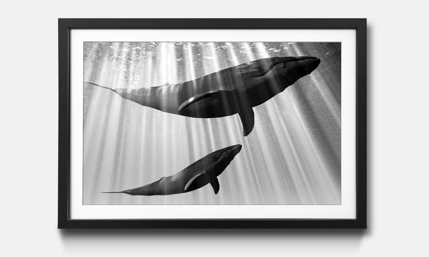 Framed art print Whales