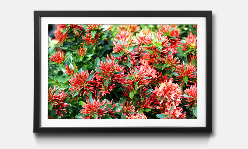 Framed picture Green Red Nature