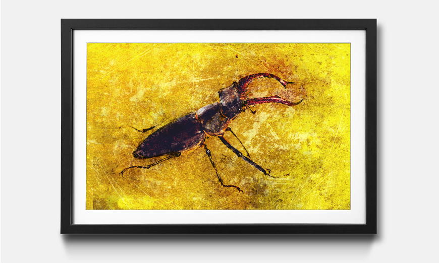 Framed picture Stag Beetle