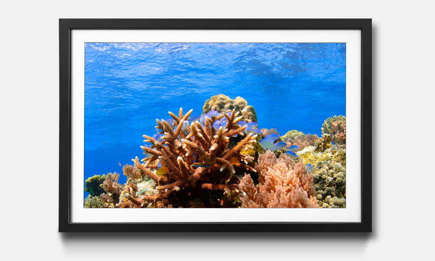 Framed wall art Corals Reef
