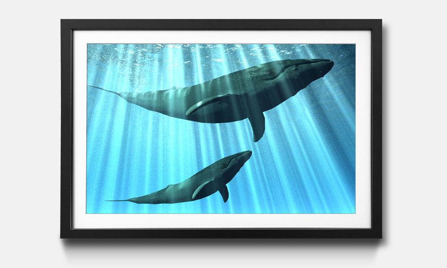 Framed wall art Whales