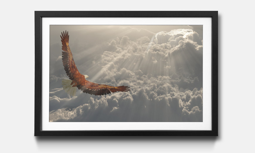 The framed art print Eagle In Flight
