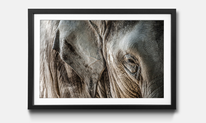 The framed art print Elephant Close Up