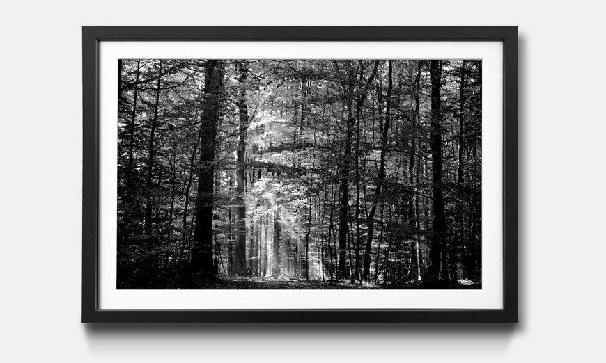 The framed art print Into The Forest