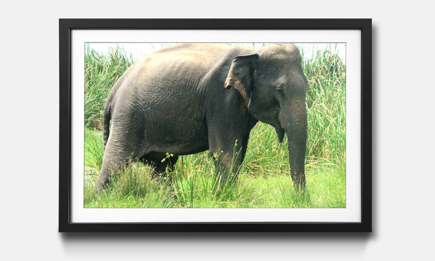 The framed art print Old Elephant