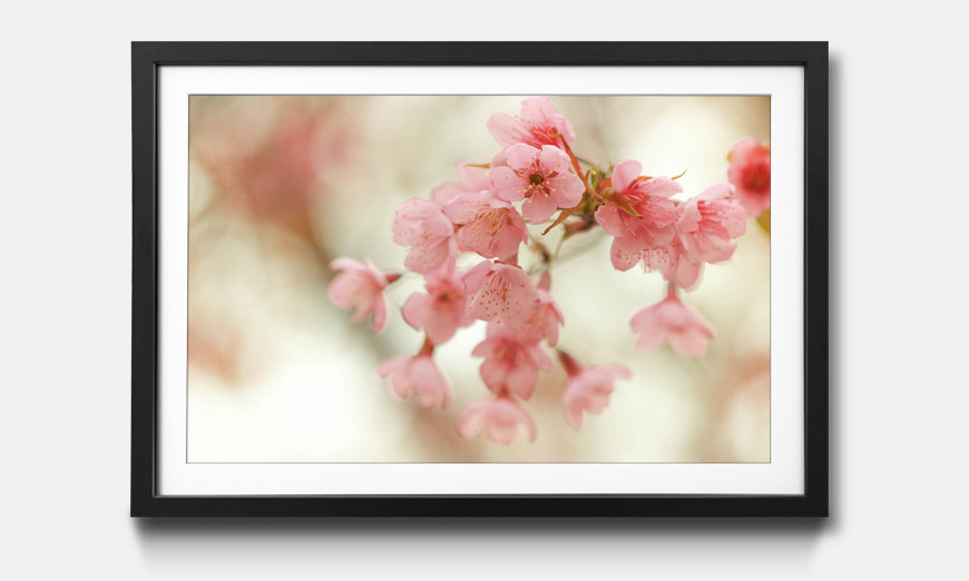 The framed picture Cherry Blossoms