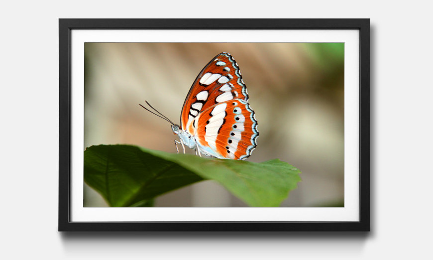 The framed picture Orange Butterfly