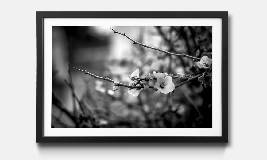 The framed print Blossoms