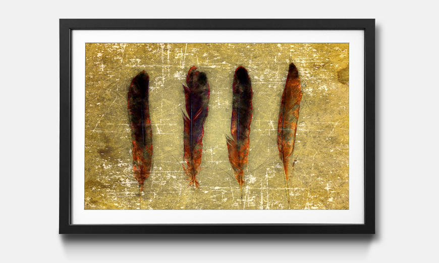 The framed print Four Feathers