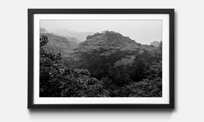 The framed print Jungle