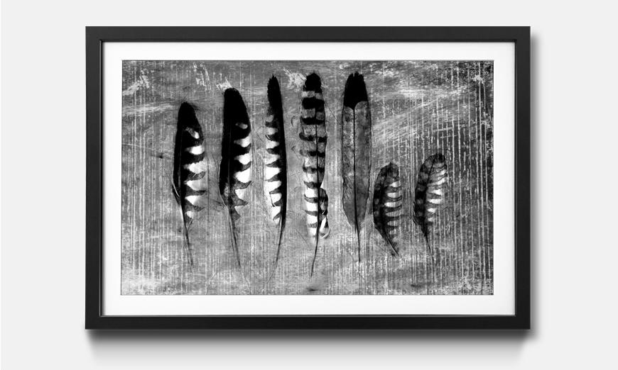 The framed print Monochrome Feathers