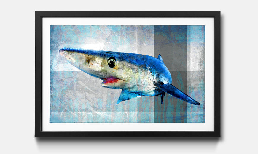 The framed print Mr Shark
