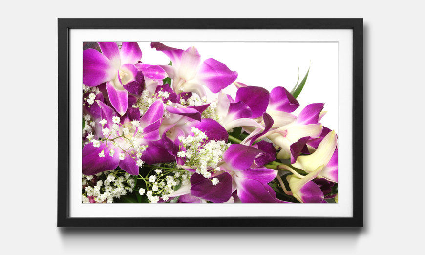 The framed print Orchid Blossom