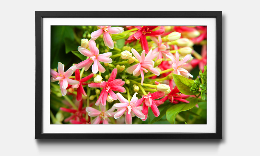 The framed print Pink Moment