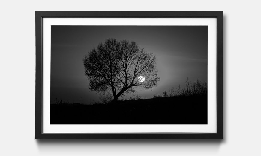 The framed print Tree Sunset