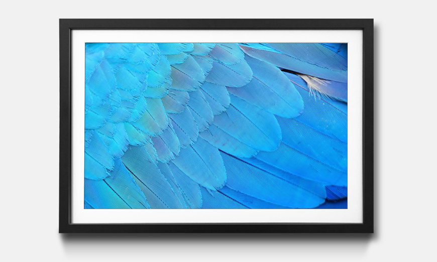 The framed wall art Bird Feathers