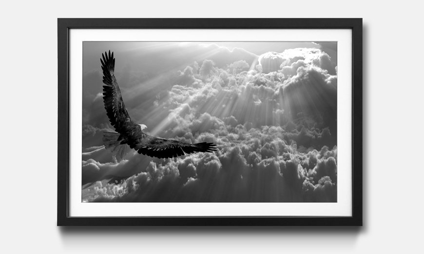 The framed wall art Eagle in Flight