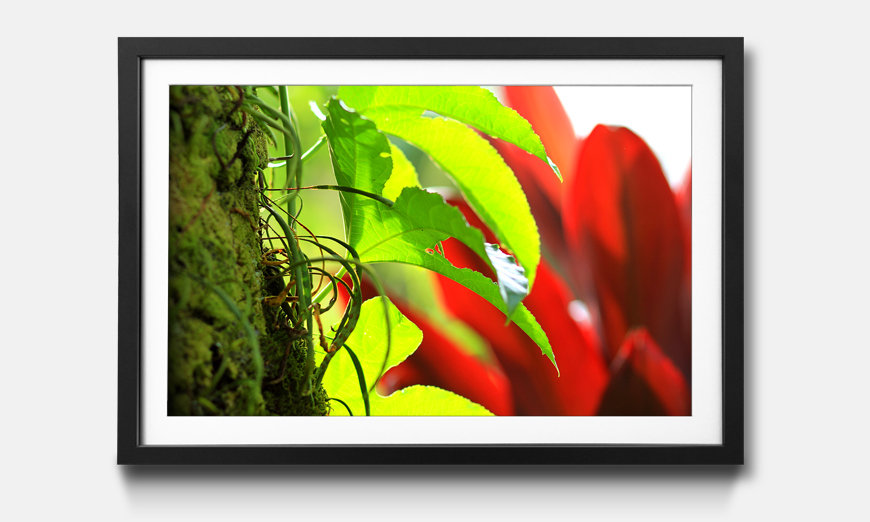 The framed wall art Red Green Nature