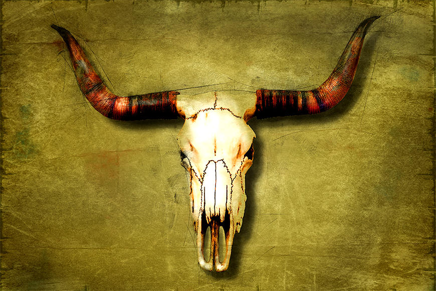 Photo wallpaper Buffalo Bull