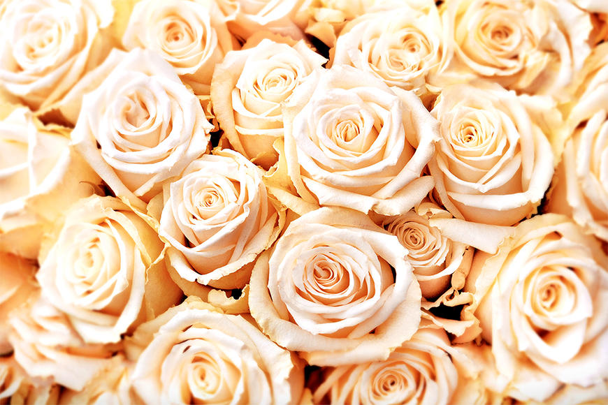 Photo wallpaper Creamy Roses