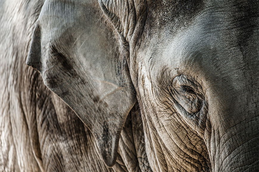 Photo wallpaper Elephant skin from 120x80cm