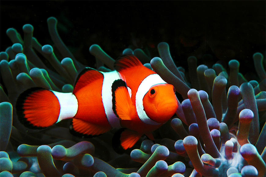 Photo wallpaper Nemo